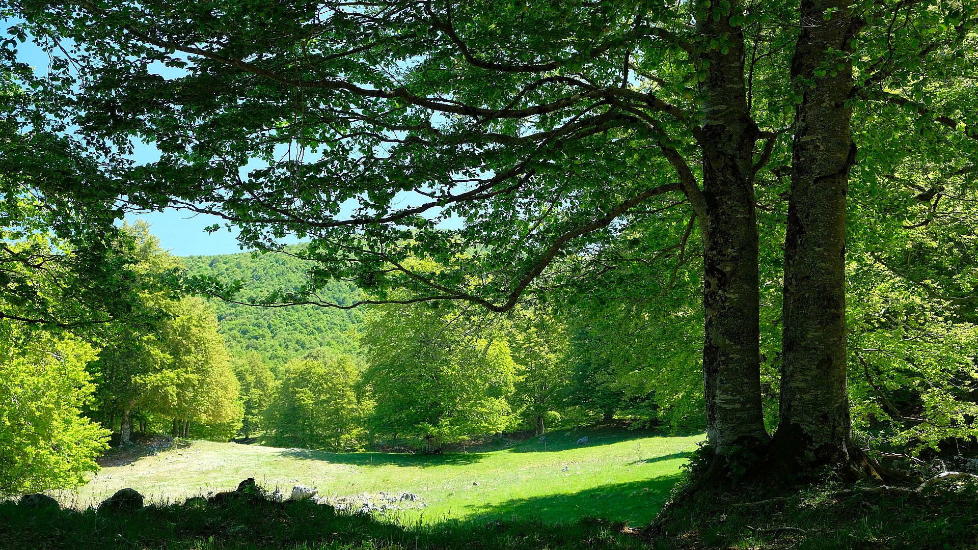Sunny clearing among the beech trees